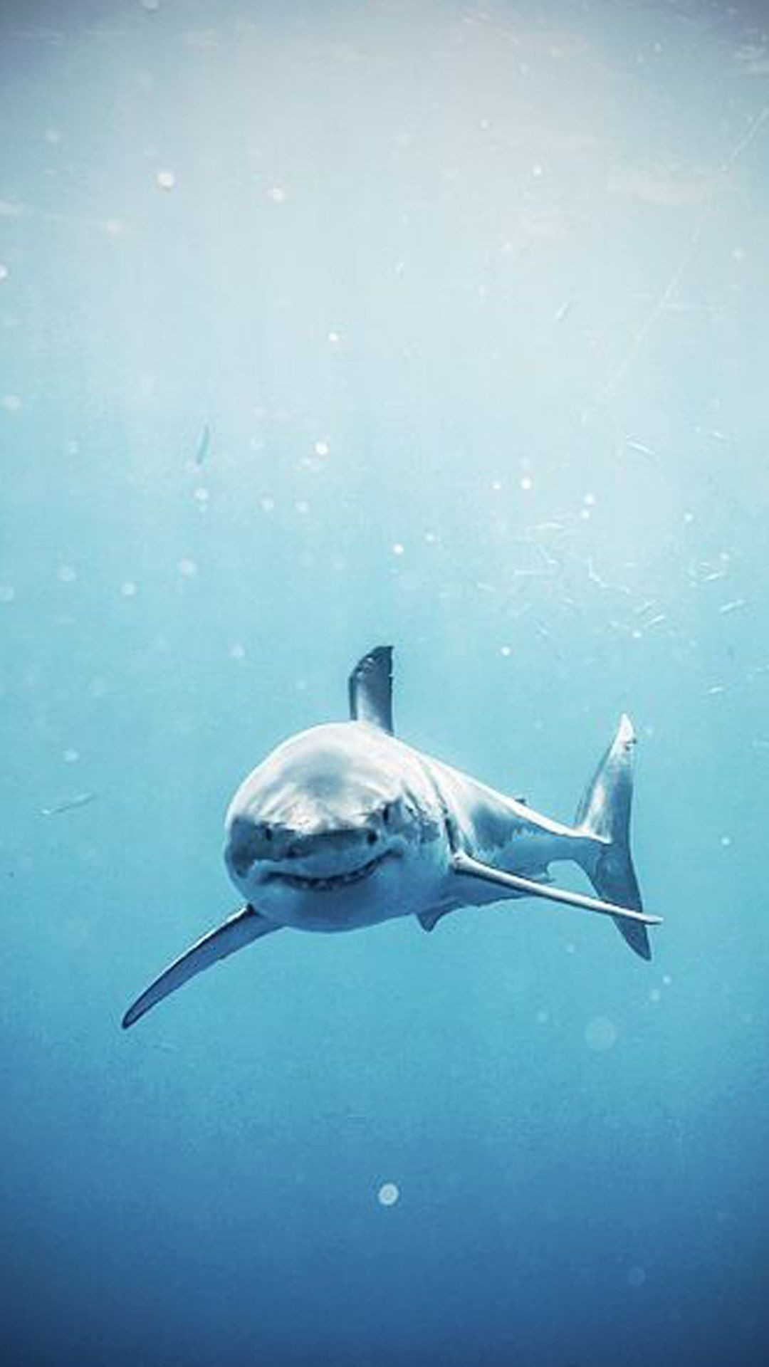 Shark Phone Wallpaper Awesome Beautiful Great White Shark iPhone Wallpapers Wallpaper Cave