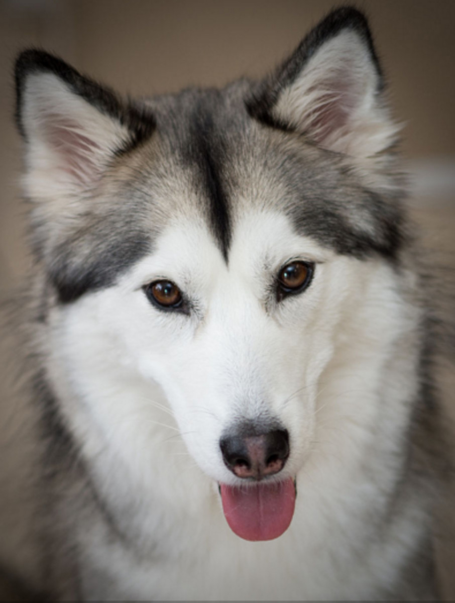 Siberian Husky Coat Unique Six Stunning Siberian Husky Coat Colors Daily Dog Discoveries