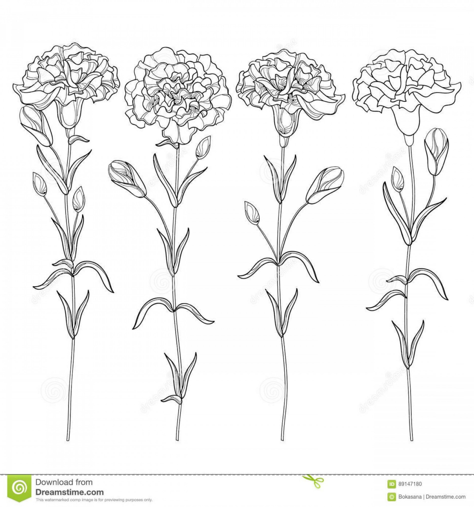 Simple Carnation Line Drawing Lovely Simple Carnation Drawing at Paintingvalley