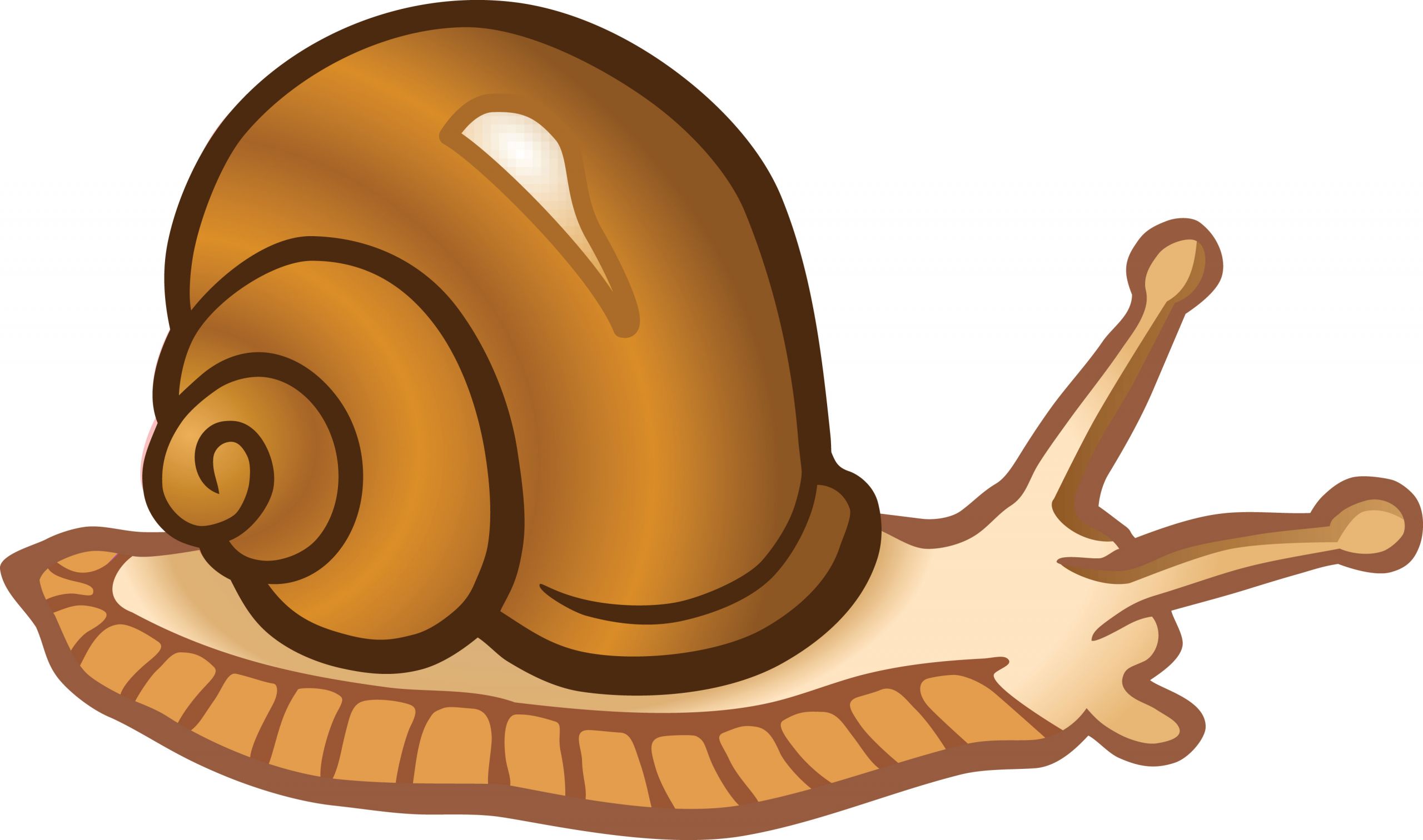 Snail Clip Art Unique Free Clipart A Snail