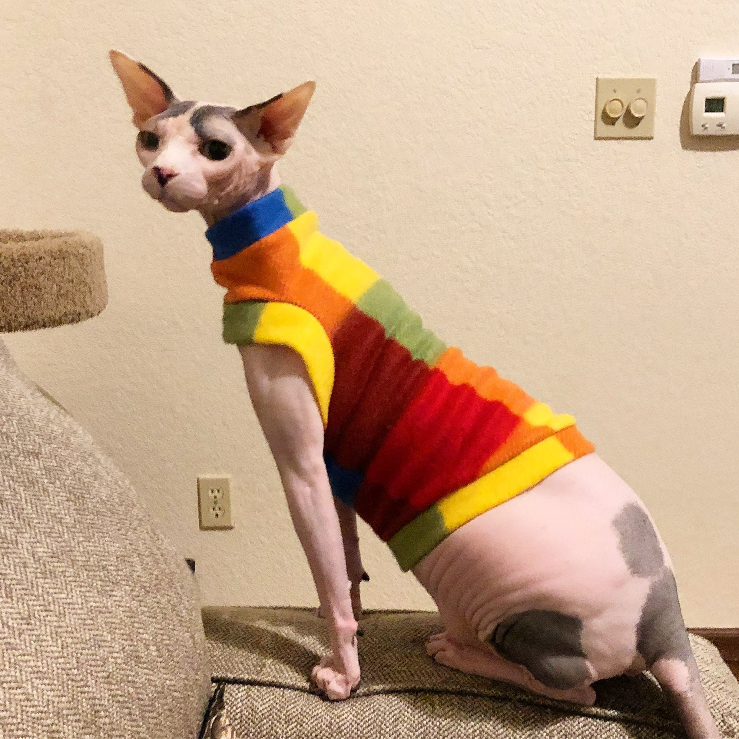 Sphynx with Sweater New Sphynx In Sweater ️