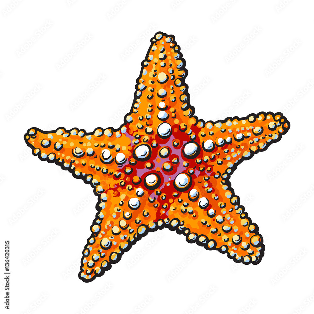 Star Fish Illustration Awesome Hand Drawn Starfish Underwater Living organism Sketch Style Vector