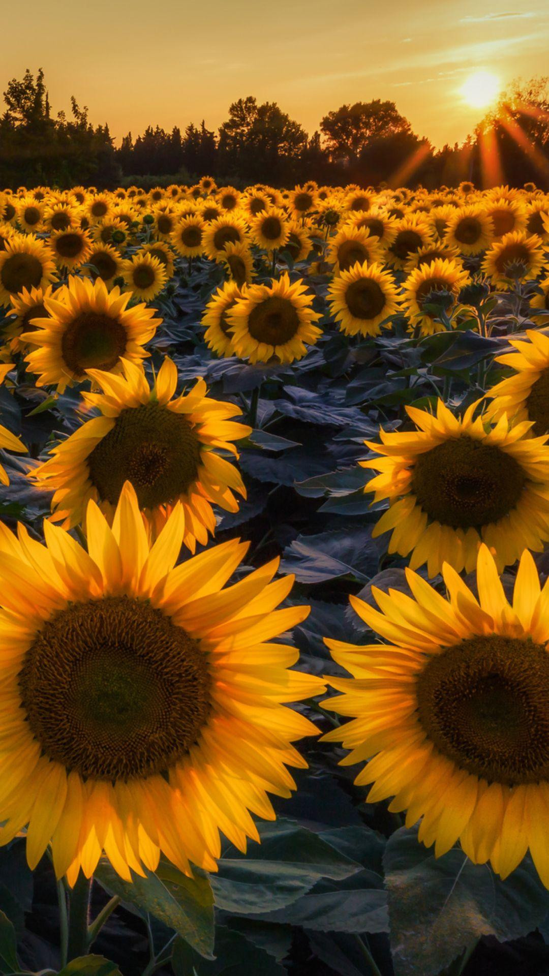 Sunflower Phone Background Beautiful Sunflower iPhone Wallpapers Wallpaper Cave