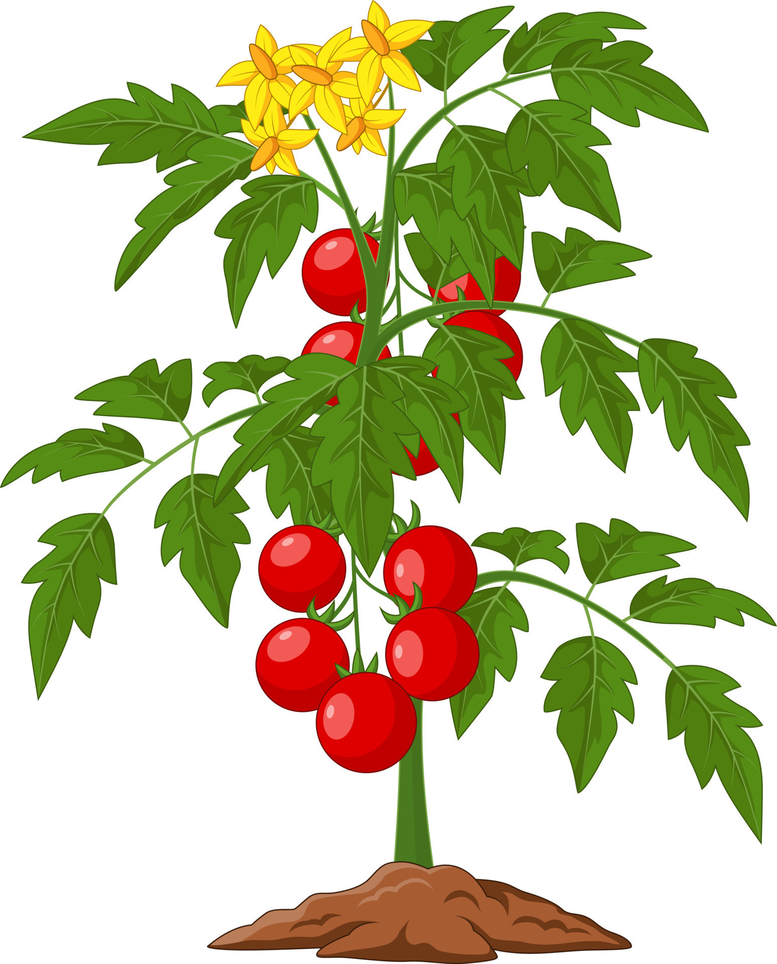 Tomato Plant Clipart Best Of tomato Plant Vector Art Icons and Graphics for Free Download