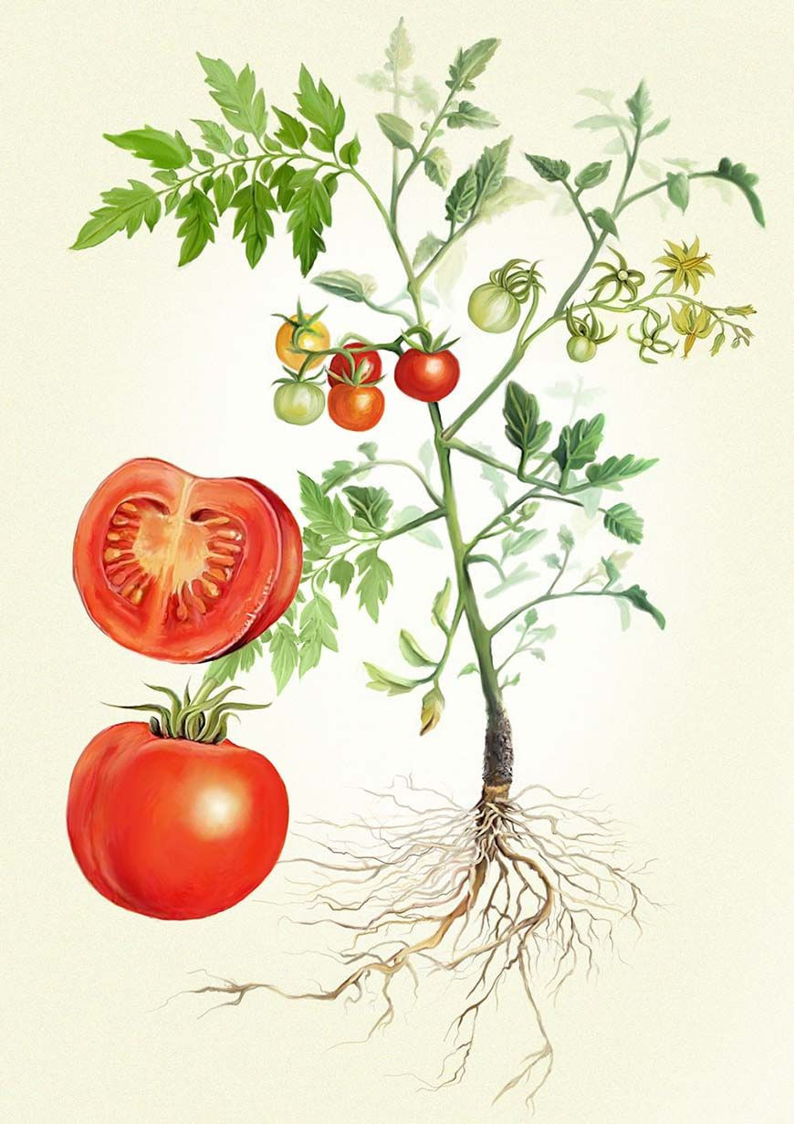 Tomato Plant Drawings Inspirational tomato Plant Drawing at Getdrawings