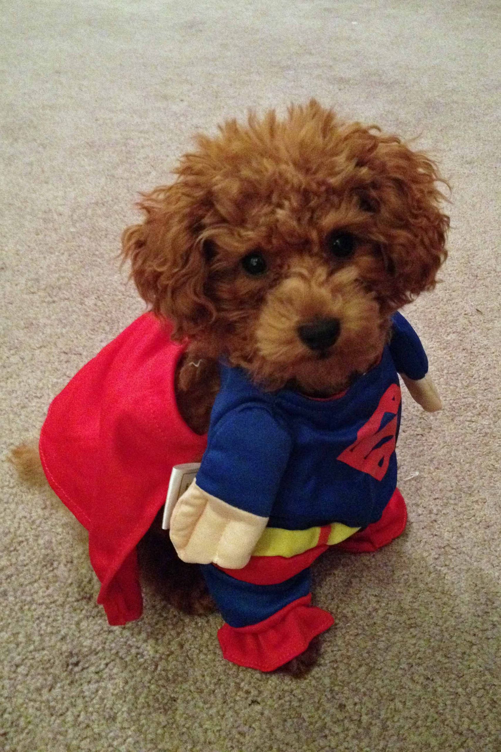 Toy Poodle Outfits Beautiful toy Poodle Superman Halloween Costume