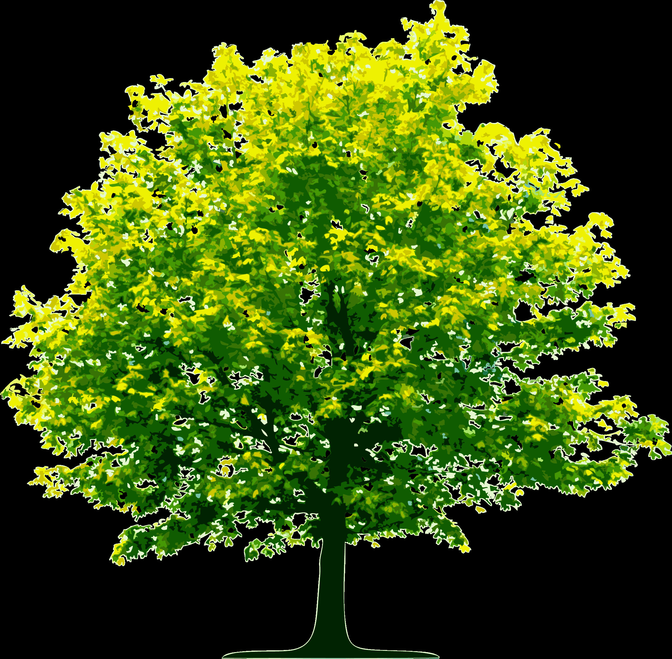 Tree Png Clipart Beautiful Tree Clipart Png Transparent Tree Clipart Png