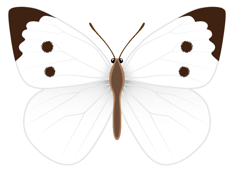 White butterflies Clipart Unique White butterflies Clipart