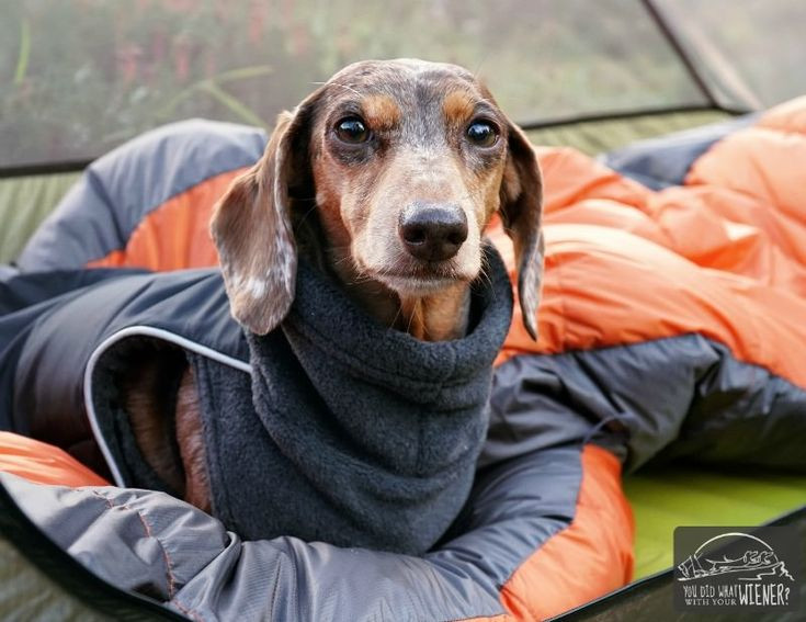 Wiener Dog Jacket Unique Keep Your Wiener Warm Jackets that Fit Dachshunds