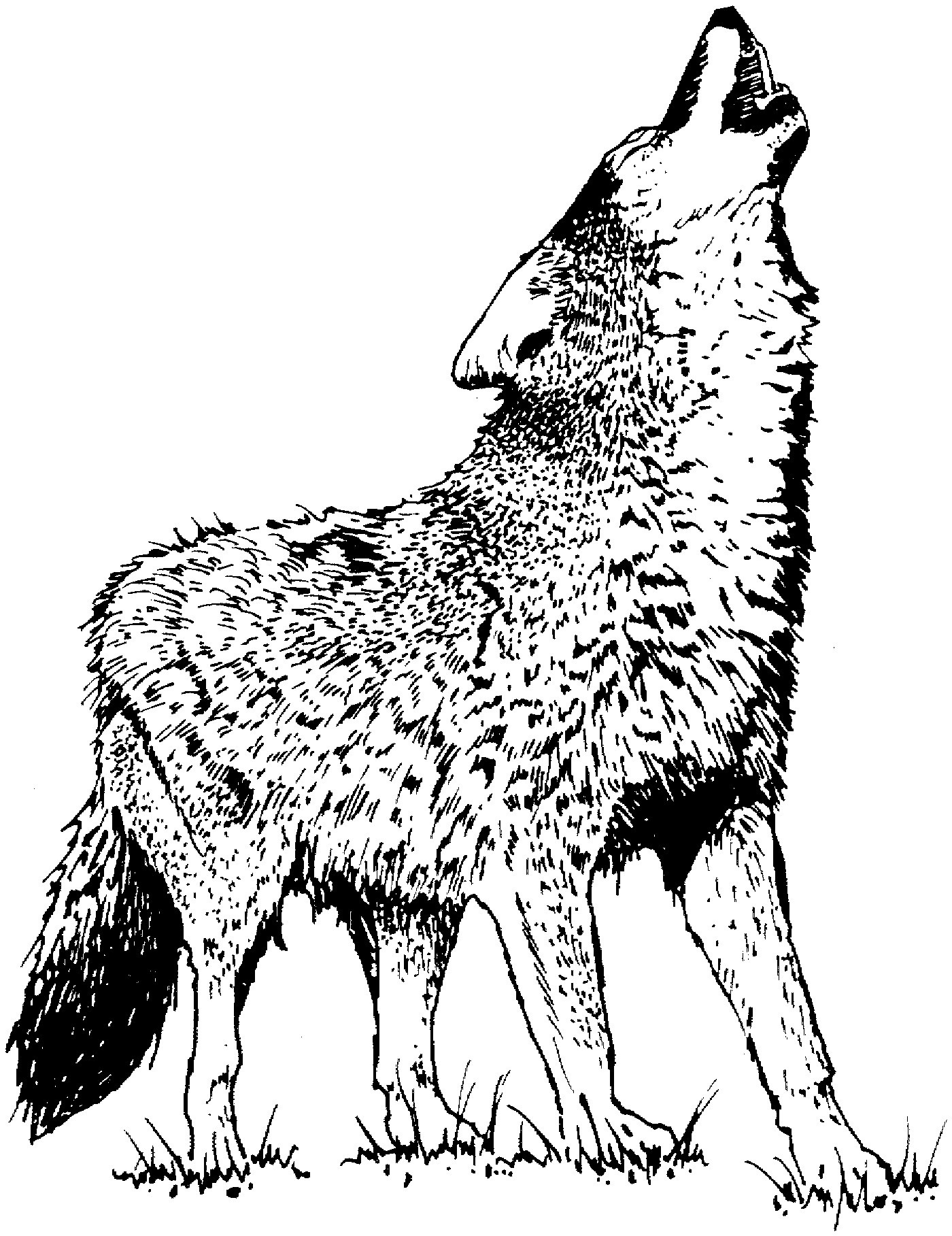 Wolf Coloring Pages Unique Free Printable Wolf Coloring Pages for Kids Animal Place