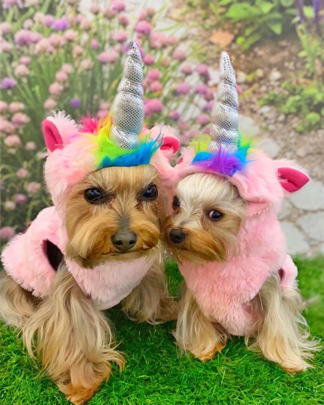 Yorkie Dog Costumes Lovely 15 Funny Yorkie Halloween Costumes 2020