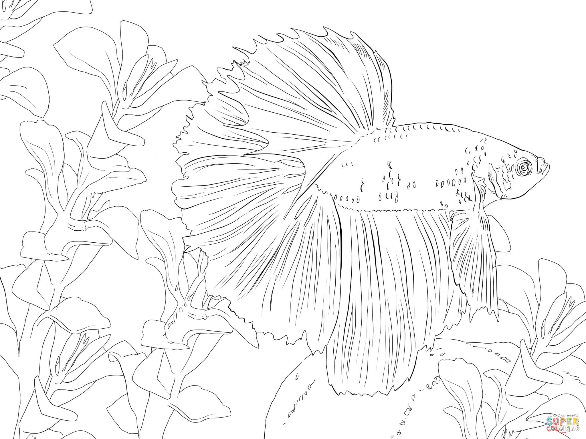 Betta Fish Coloring Page Inspirational Betta Fish Coloring Page