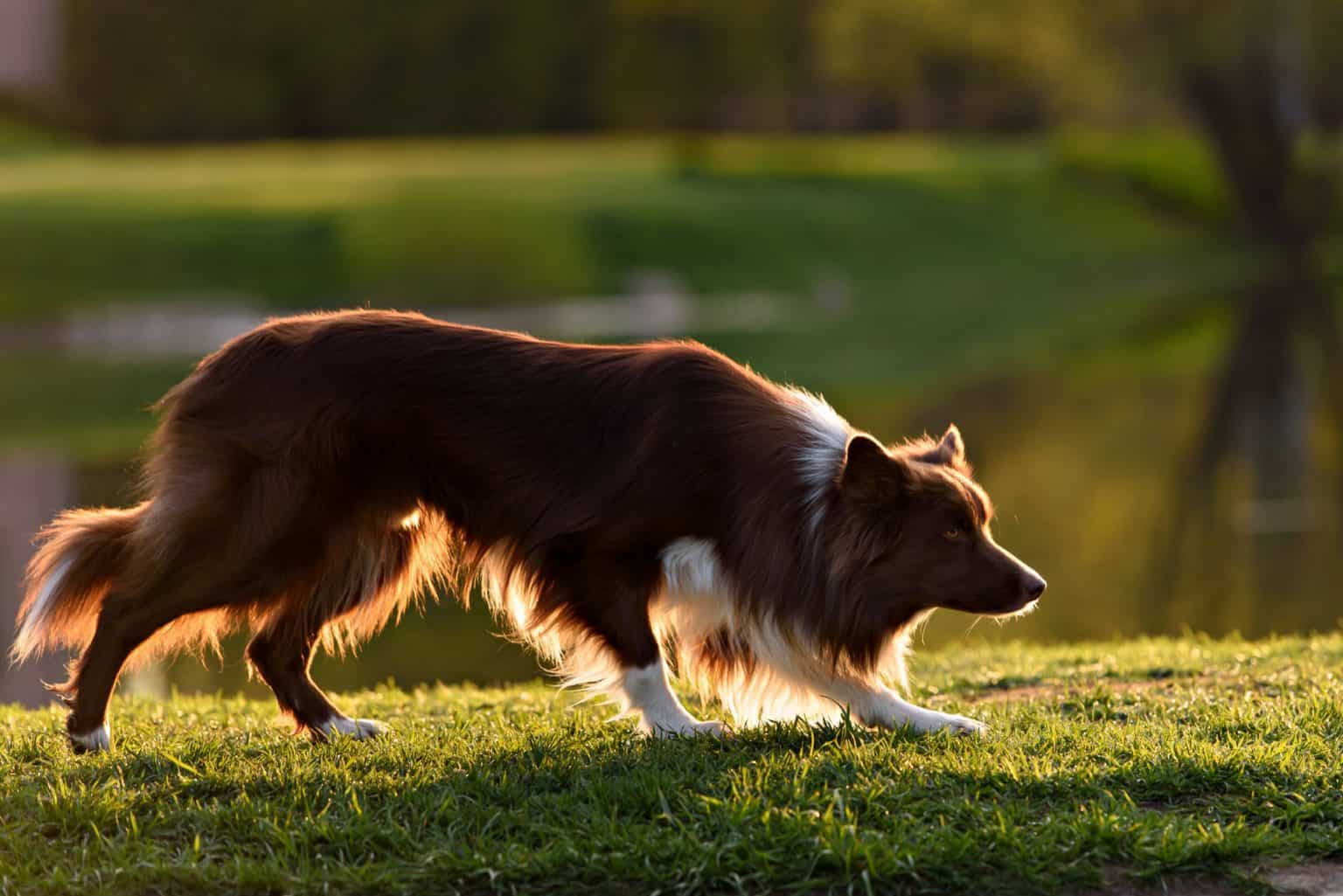 Border Collie Rough Coat Luxury Rough &amp; Smooth Coat Border Collies What You Need to Know