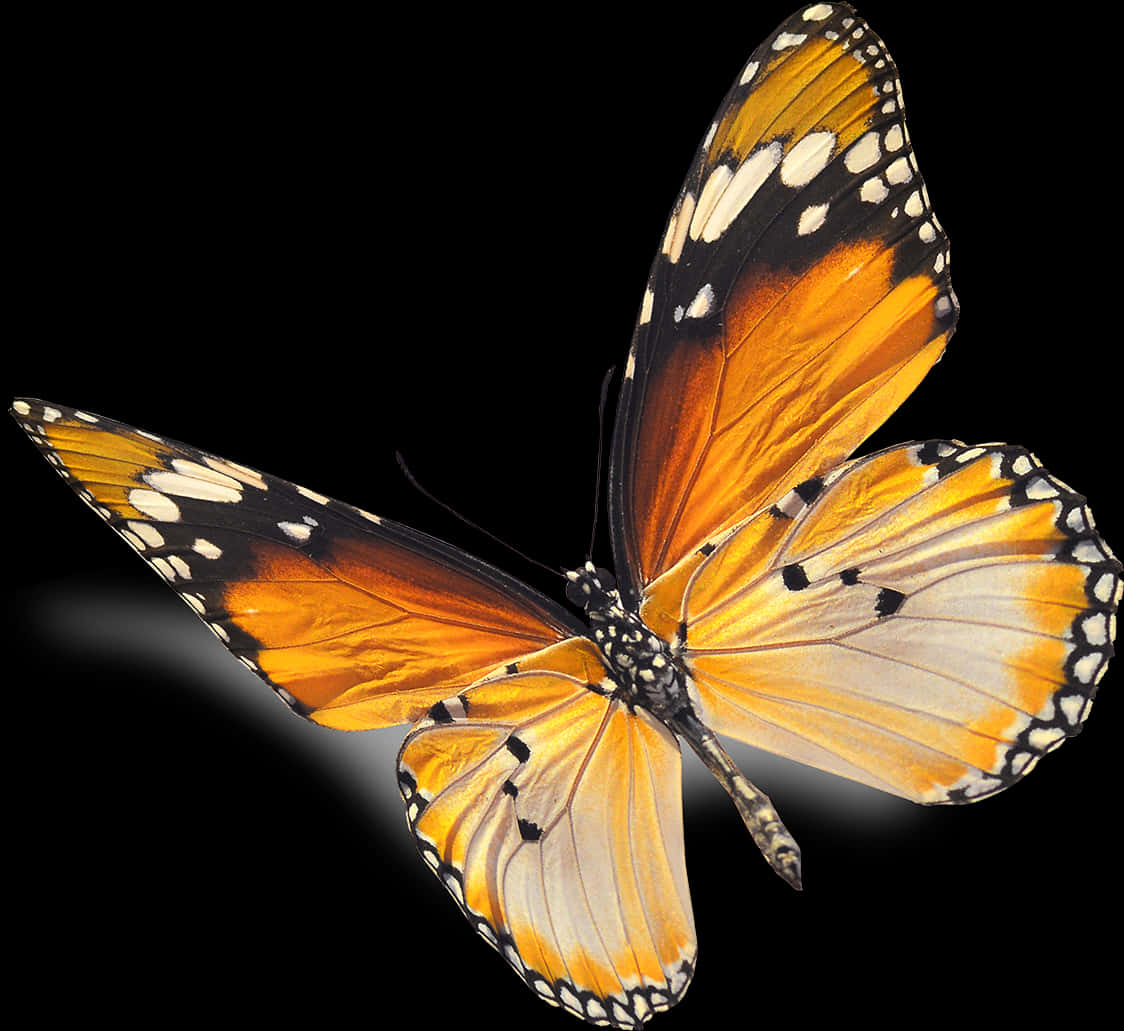 Butterfly Black Background Elegant Download Monarch butterfly Black Background