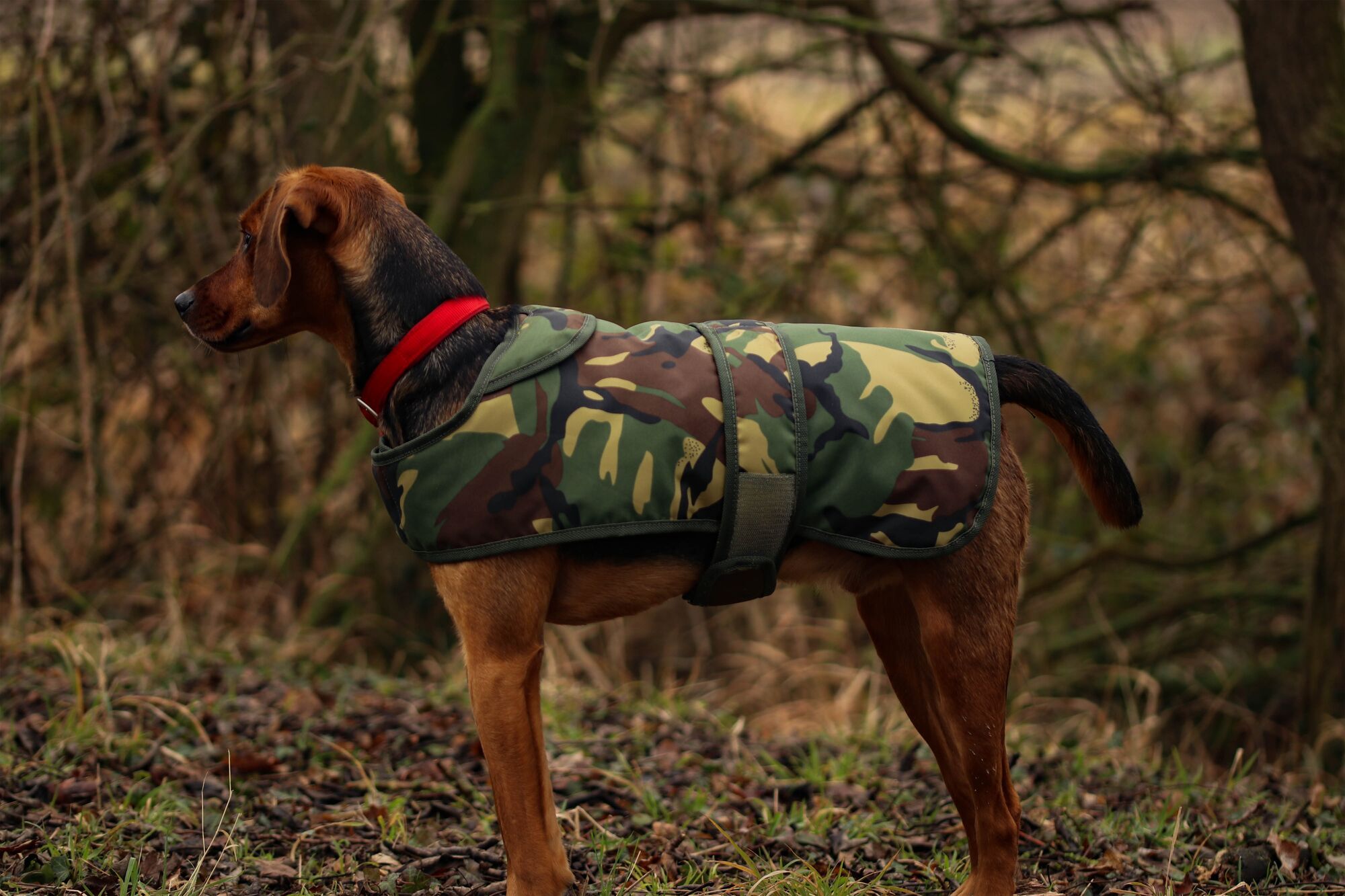 Camouflage Dog Jacket Unique Cotswold Aquarius Camo Dog Jacket