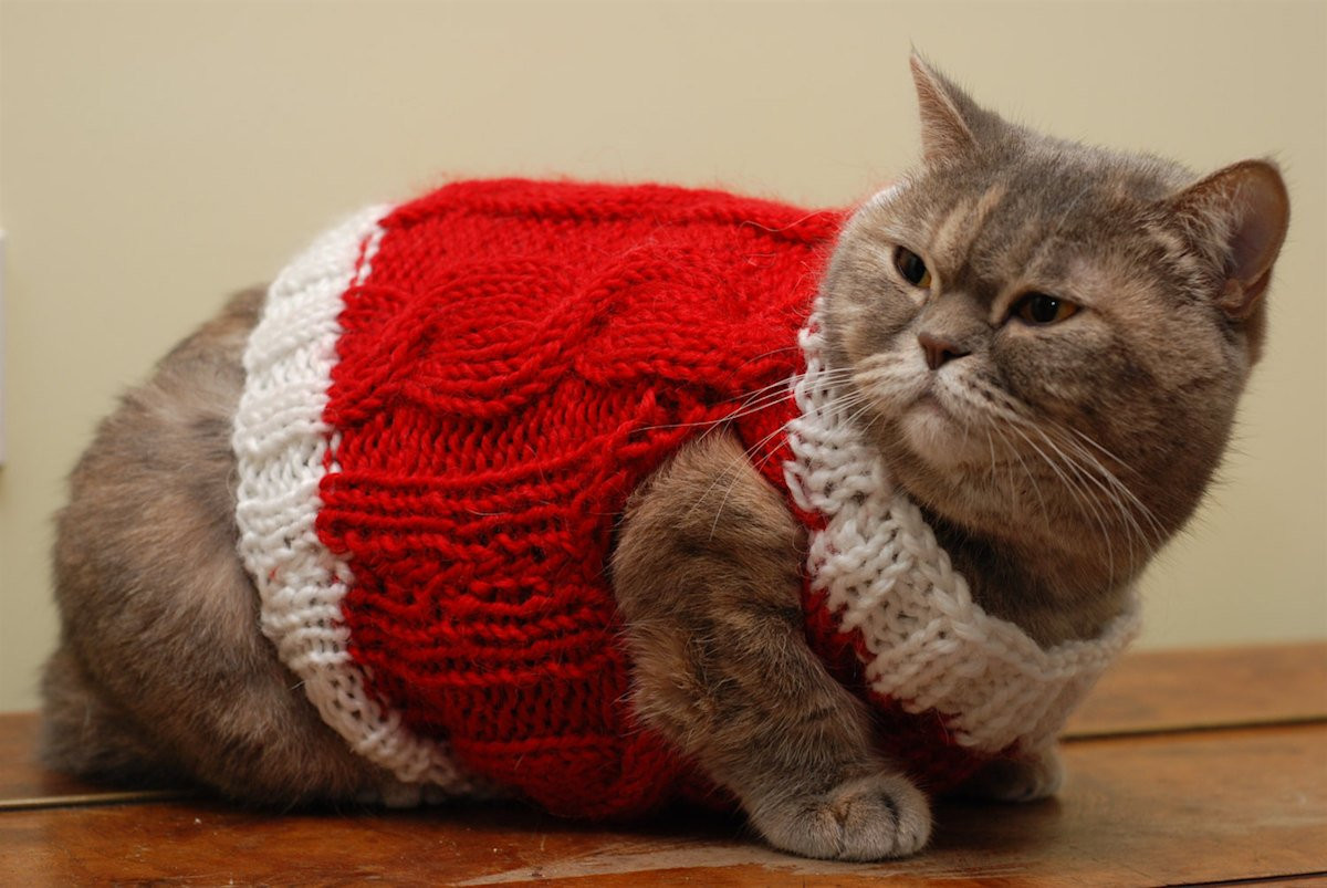 Cat In A Christmas Sweater Luxury Literally Just 10 Festive S Of Cats In Tiny Christmas Sweaters