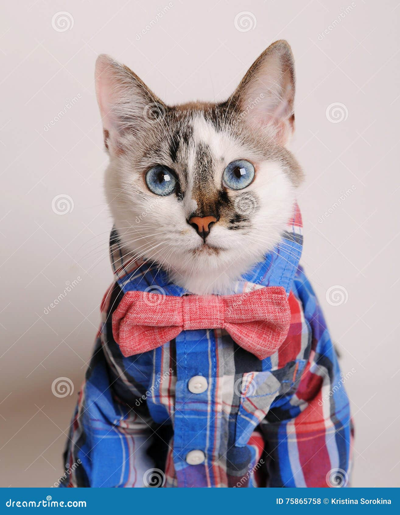 Cats Wearing Shirts Lovely Blue Eyed Cat Wearing Shirt and Bow Tie Stock Image Of Fluffy