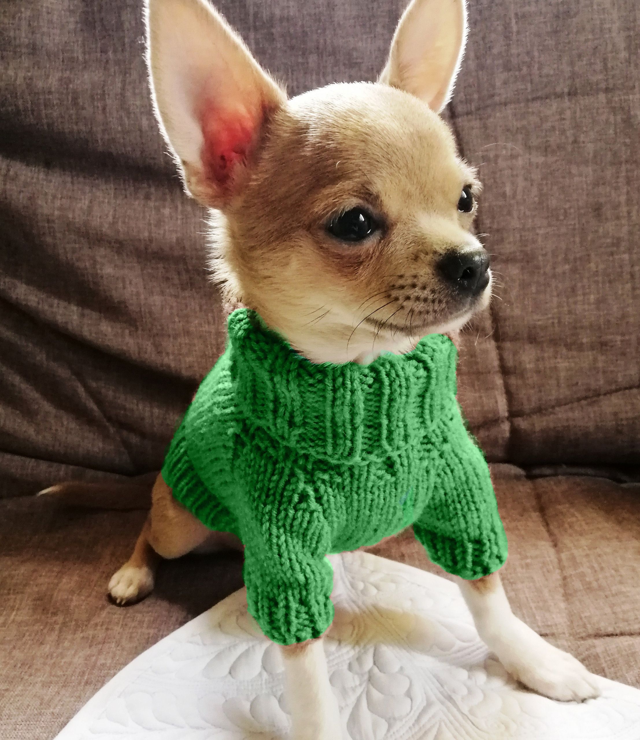 Clothes for A Chihuahua Puppy New Chihuahua Clothes Puppy Clothes Chihuahua Sweater Xxs Dog