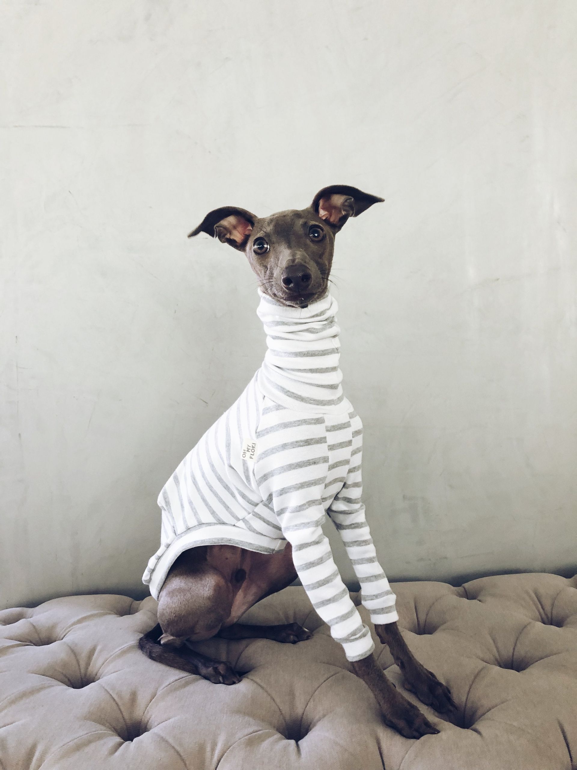 Clothes Italian Greyhound Best Of Italian Greyhound and Whippet Clothes Iggy Clothes Dog Etsy