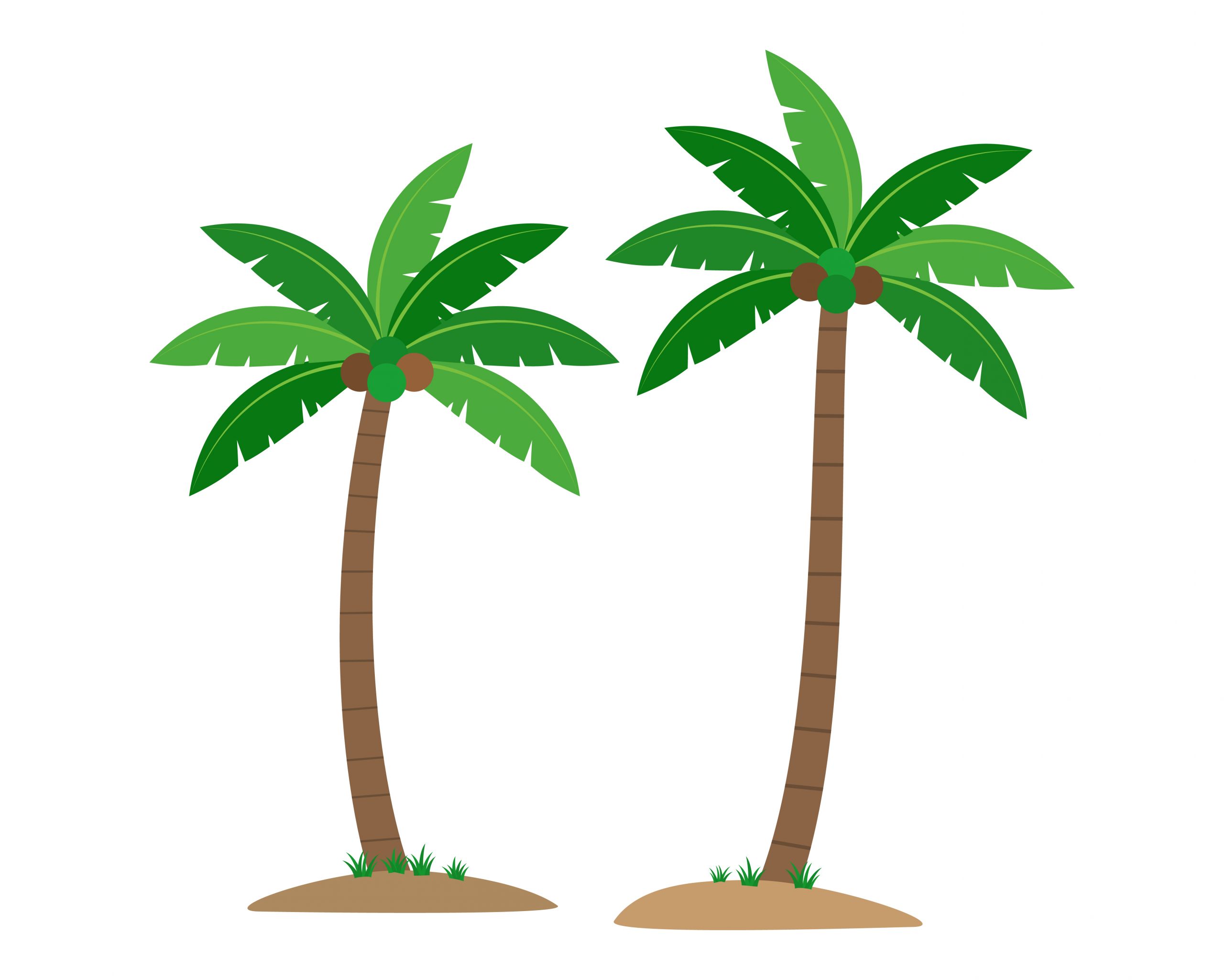 Coconut Tree Vector Elegant Coconut Palm Trees isolated On White Background Vector Illustration