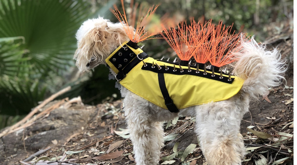 Coyote Vest for Dogs Best Of Coyotevest Pet Body Armor