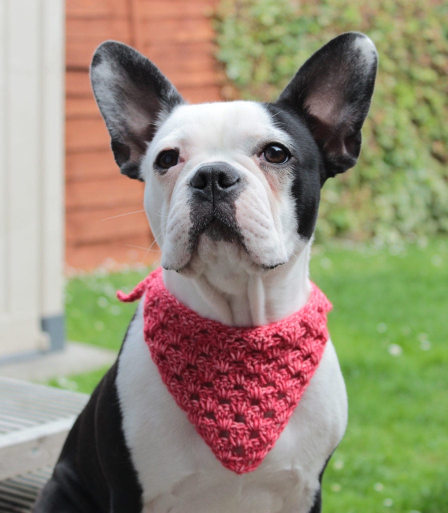 Crochet Dog Bandana Beautiful Crochet Dog Bandana Free Pattern Roxy S Bandana Blue Star Crochet