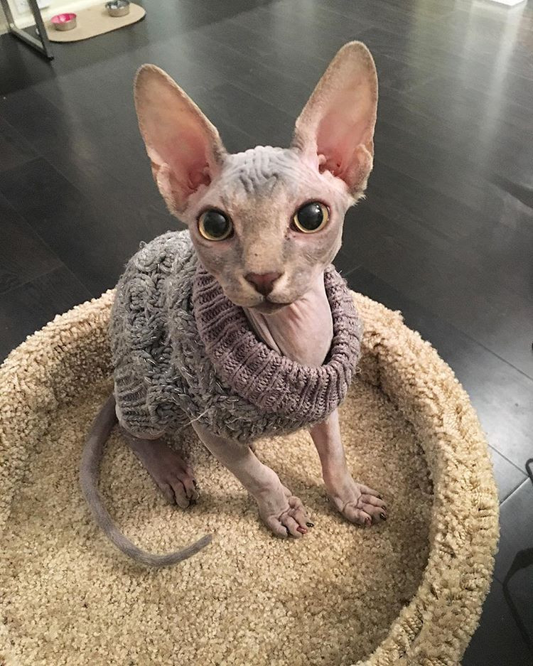 Cute Hairless Cats In Sweaters Awesome Sweater Weather ☃…