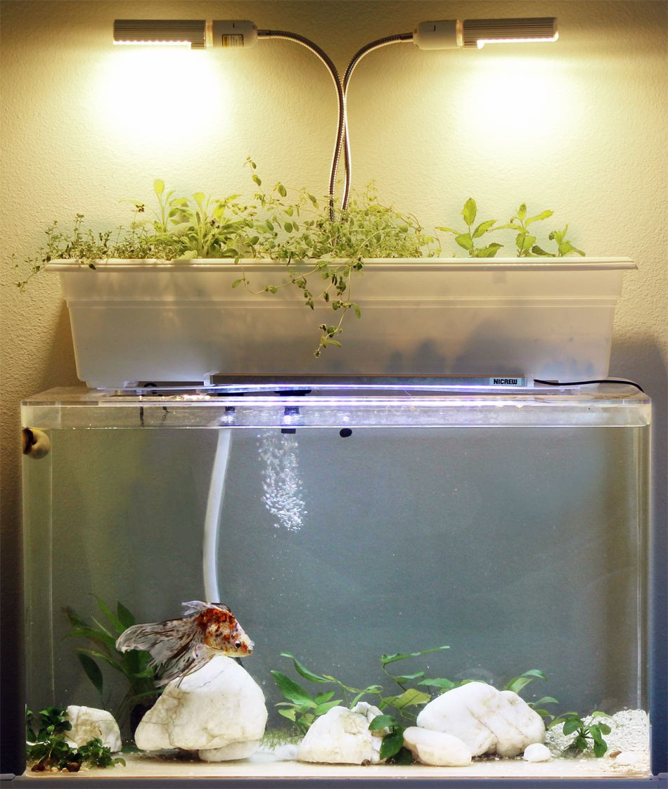 Diy Fish Tank Filter Best Of How to Make A Diy Aquaponic Fish Tank Filter 7 Step Guide – Artofit