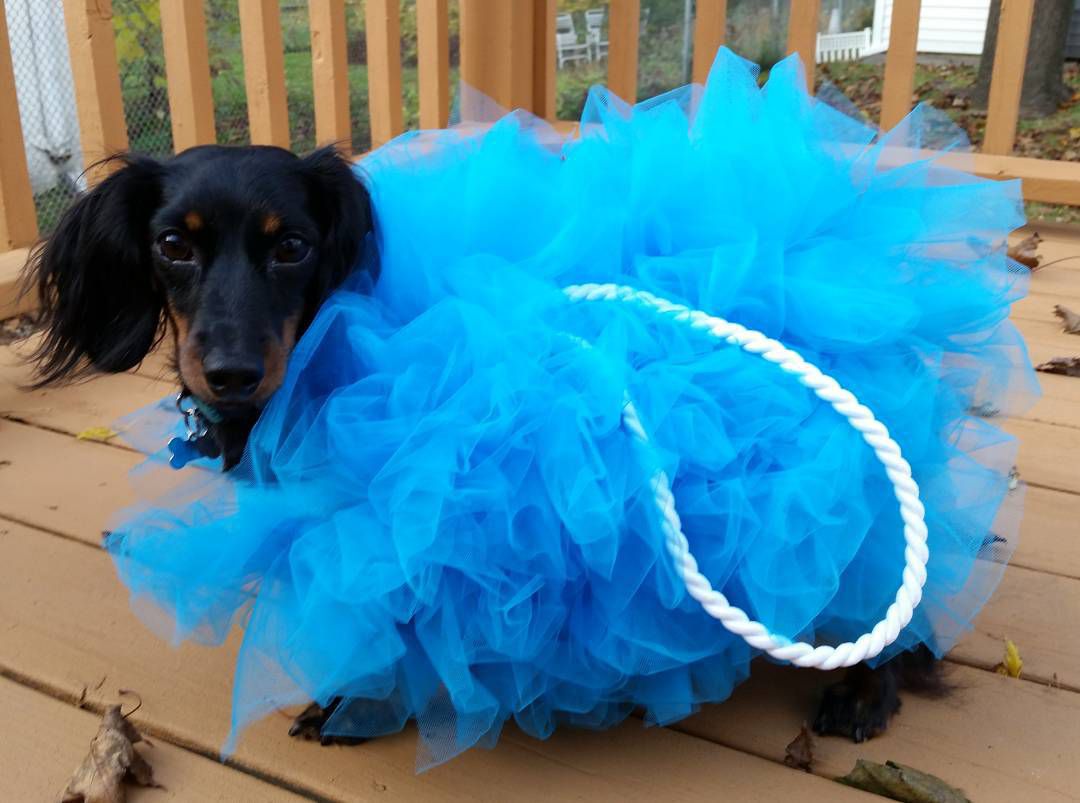 Diy Pet Costumes Fresh 25 Adorable Diy Dog Costumes for Halloween