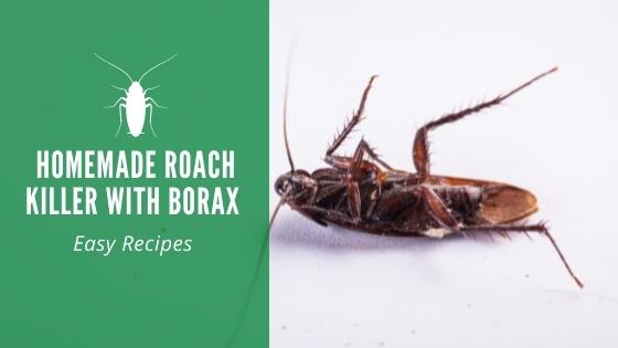 Diy Roach Killer Elegant Homemade Roach Killer with Borax Easy Recipes