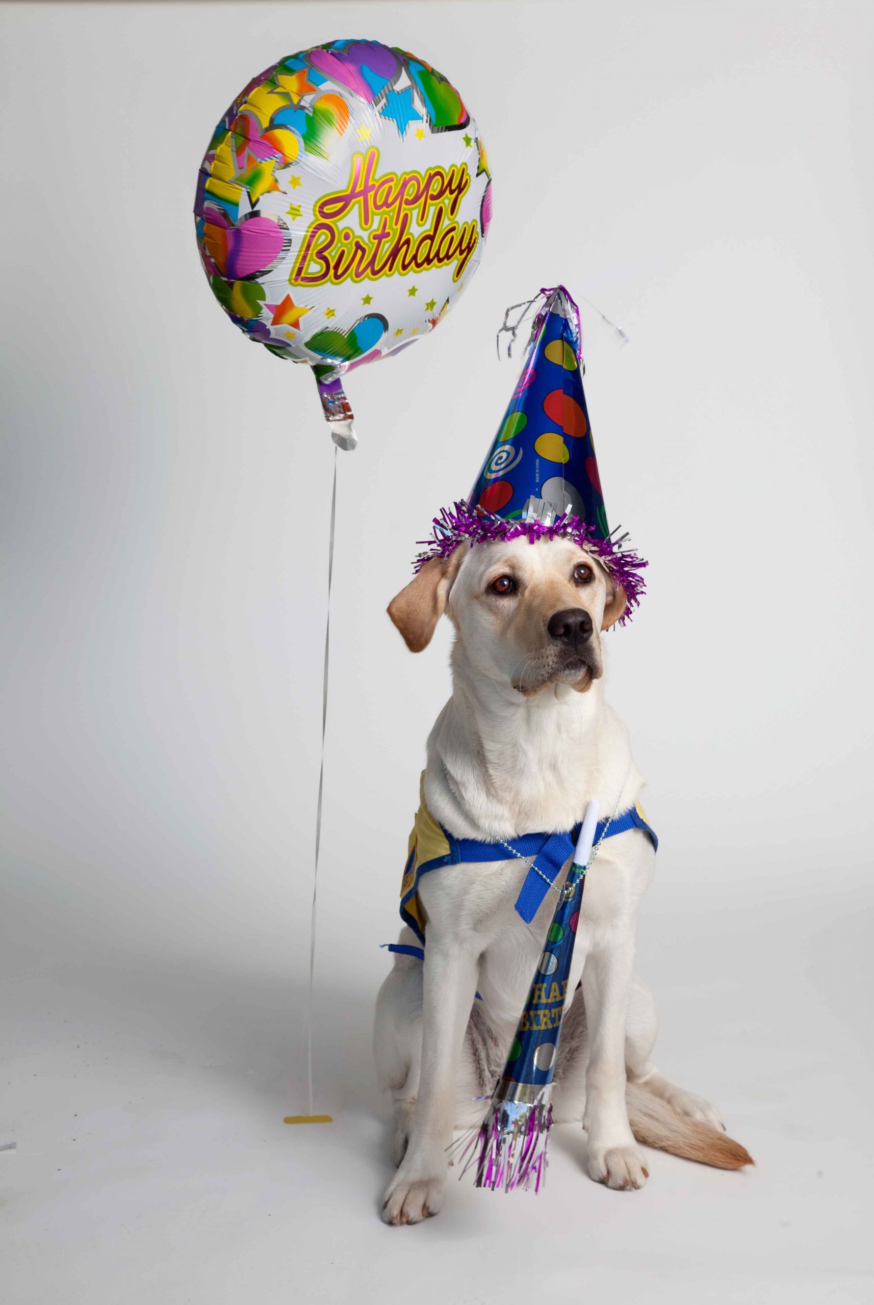 Dog Birthday Photo Fresh Picture Idea