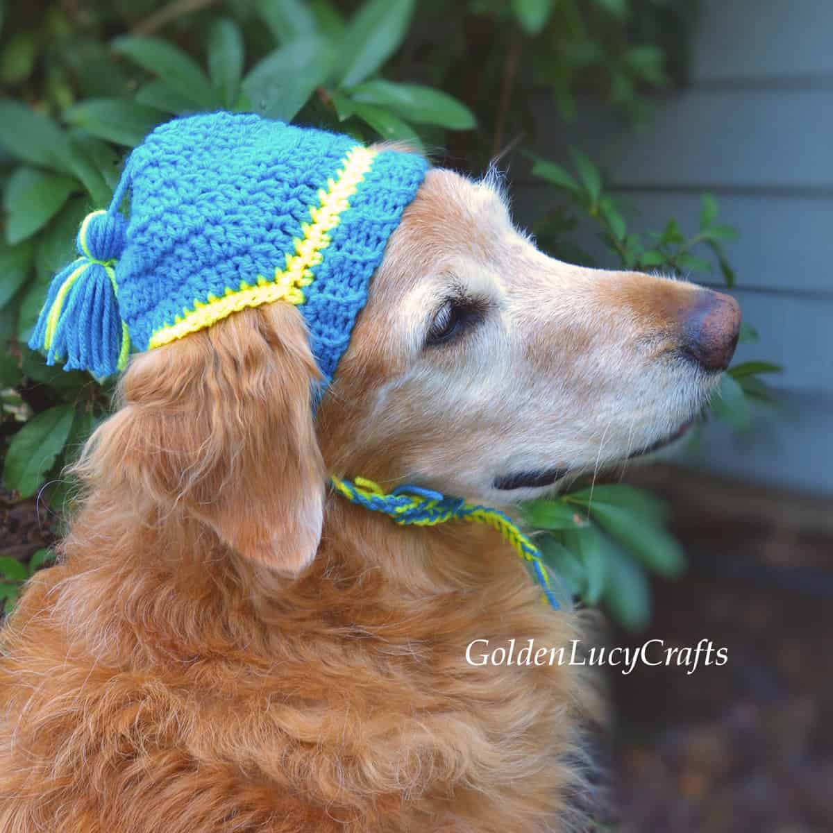 Dog Crochet Hat Fresh Crochet Dog Hat Free Crochet Pattern Goldenlucycrafts