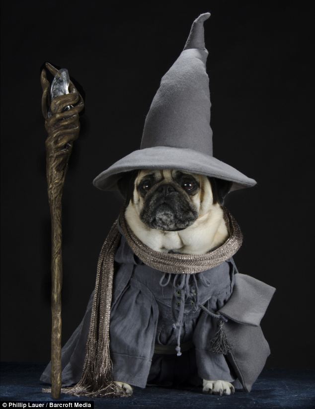 Dog Hobbit Costume Inspirational Dog Owner Dresses His Pet Pugs In Hilarious Costumes From tolkien S