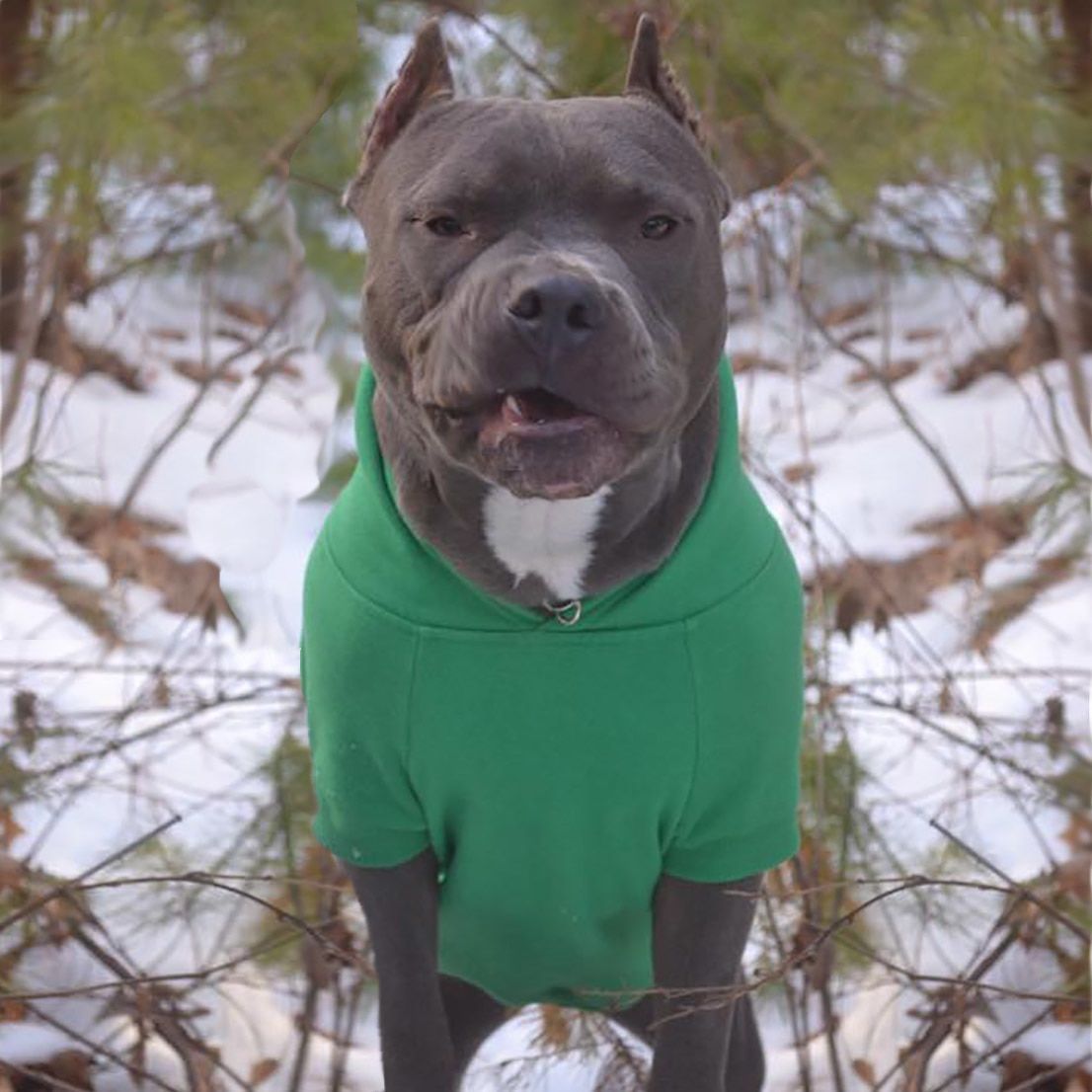 Dog Hoodies for Pitbulls Best Of Cozy Hoo