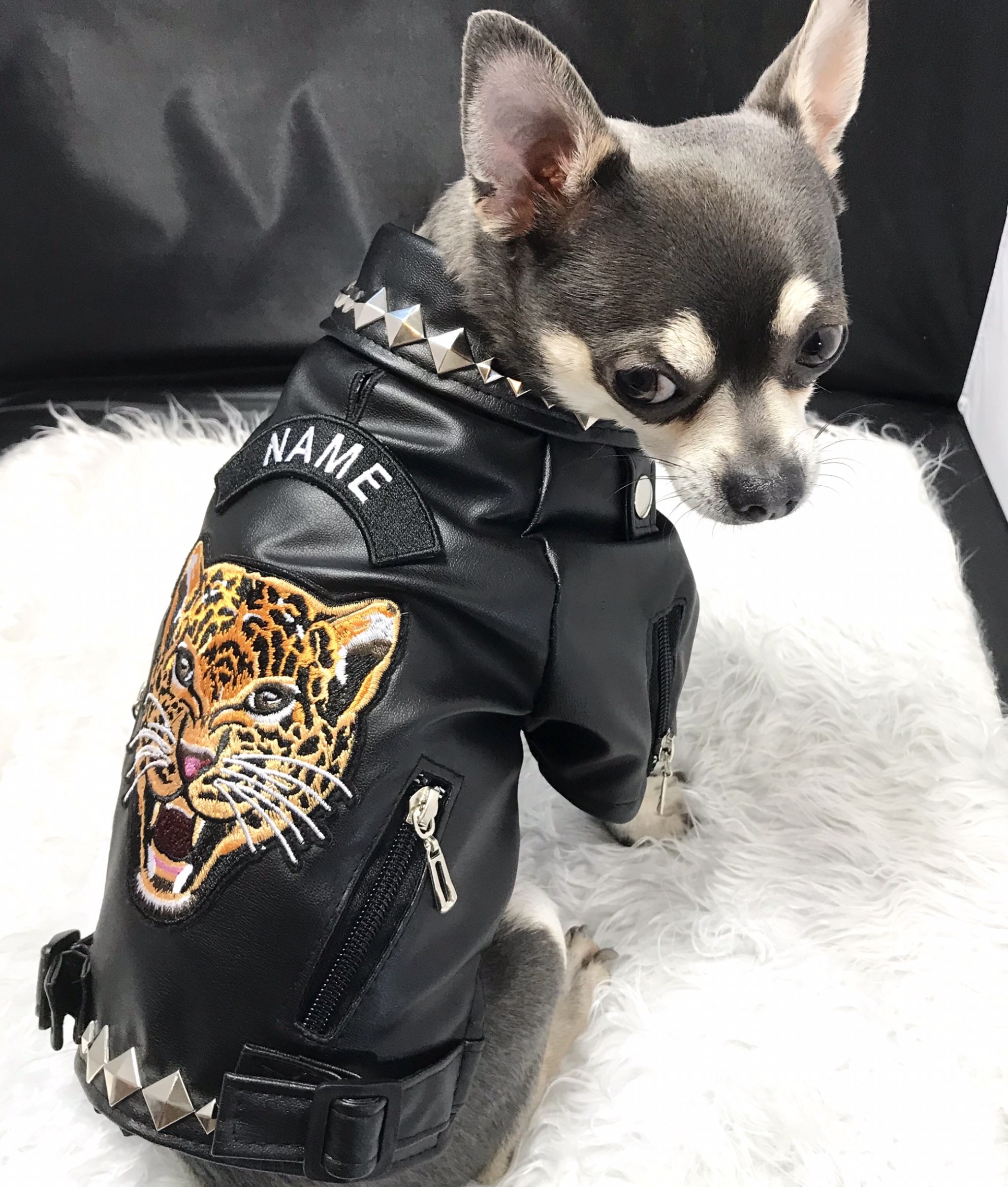 Dog In Leather Jacket New Chihuahua Leather Jacket Pets Lovers