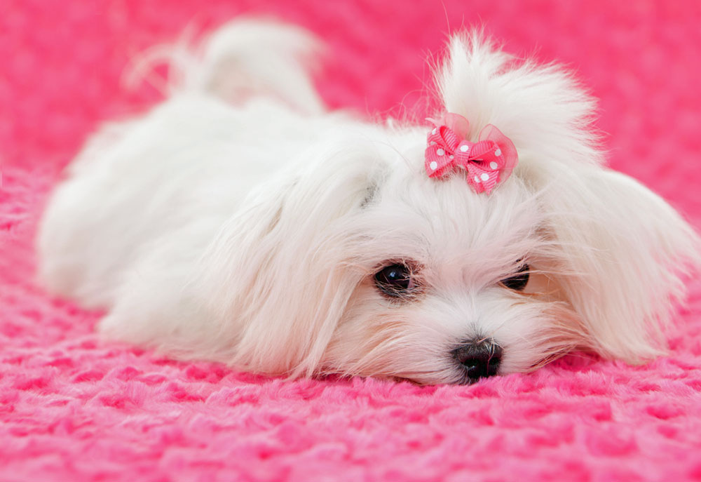 Dog with Pink Bow Unique Picture Of White Maltese Puppy Pink Bow