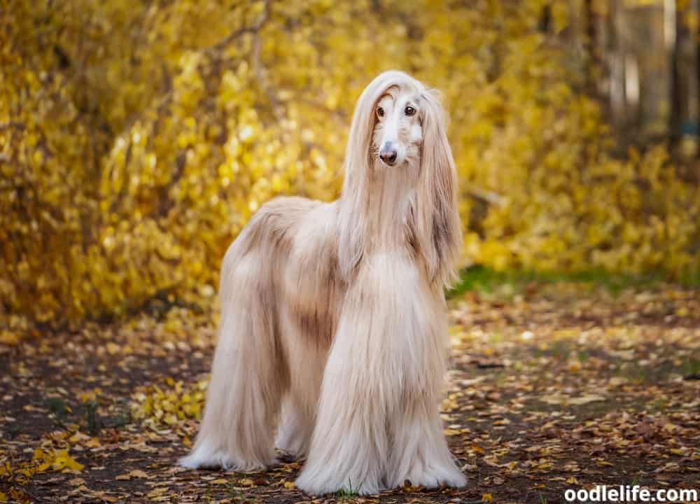 Dogs with Single Coats Elegant 11 Best Single Coat Dog Breeds with S Oodle Life