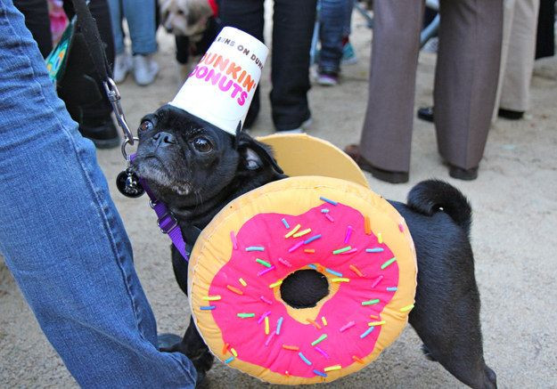 Dunkin Donuts Dog Costume Fresh Dunkin Donut