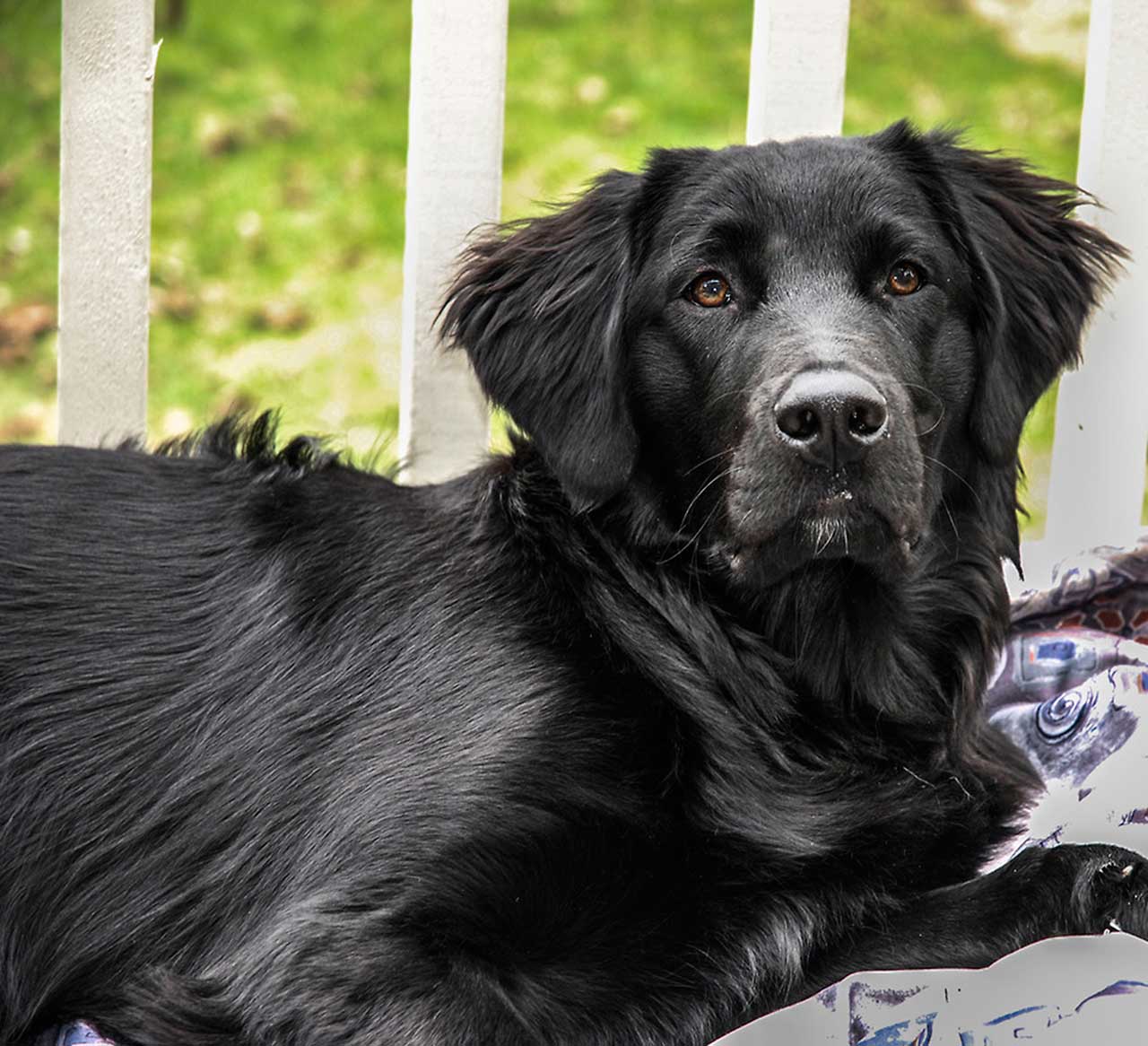 Flat Coat Dog Elegant Flat Coated Retriever Dog Breed Everything About Flat Coated Retrievers