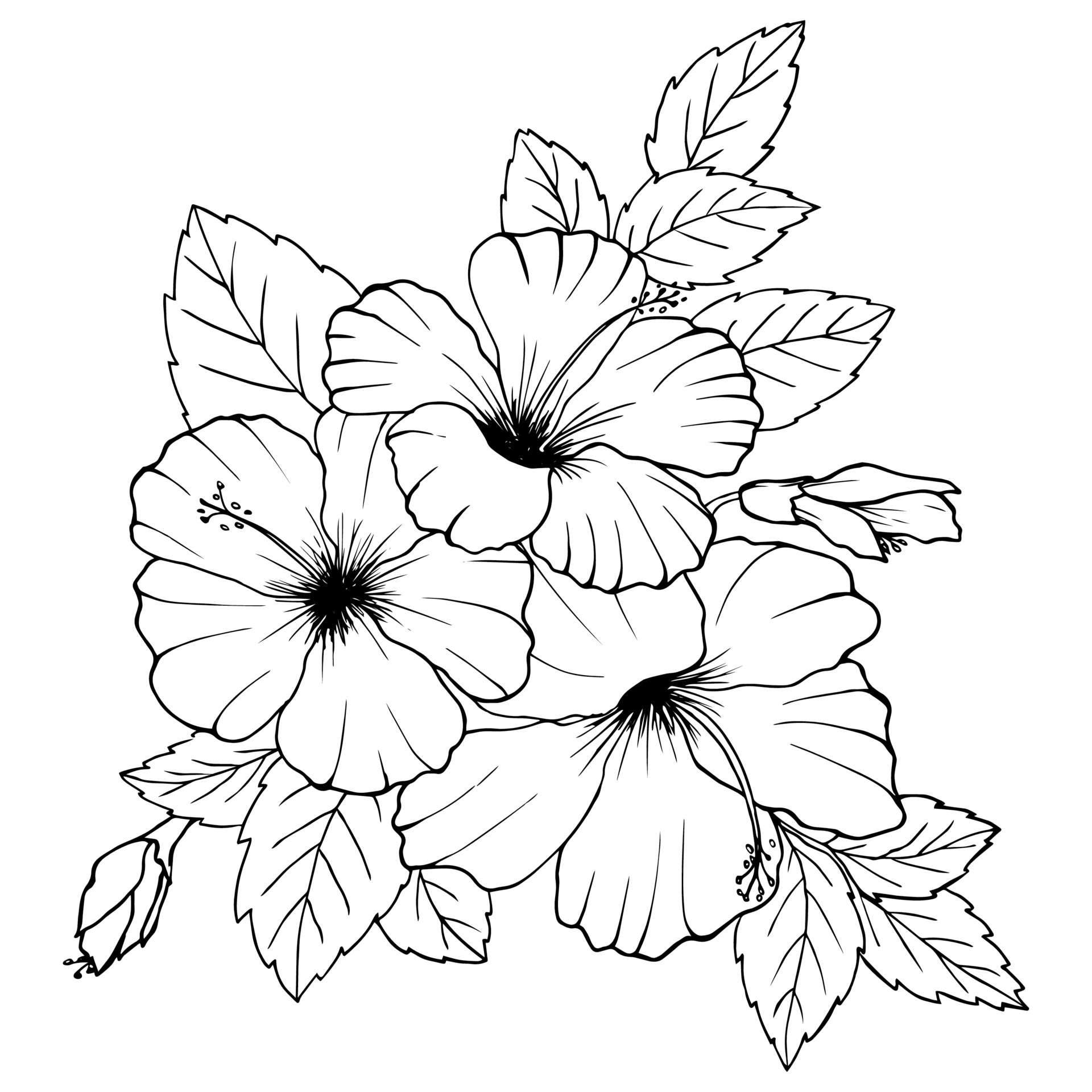 Floral Line Drawings New Hibiscus Flowers Drawing and Sketch with Line Art On White Backgrounds