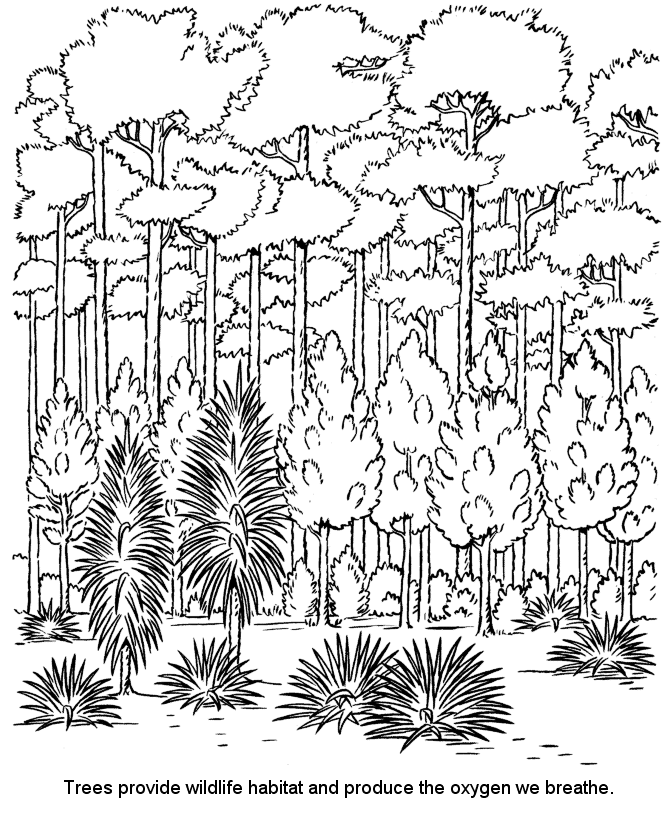 Forest Coloring Page Beautiful forest Coloring Pages Best Coloring Pages for Kids