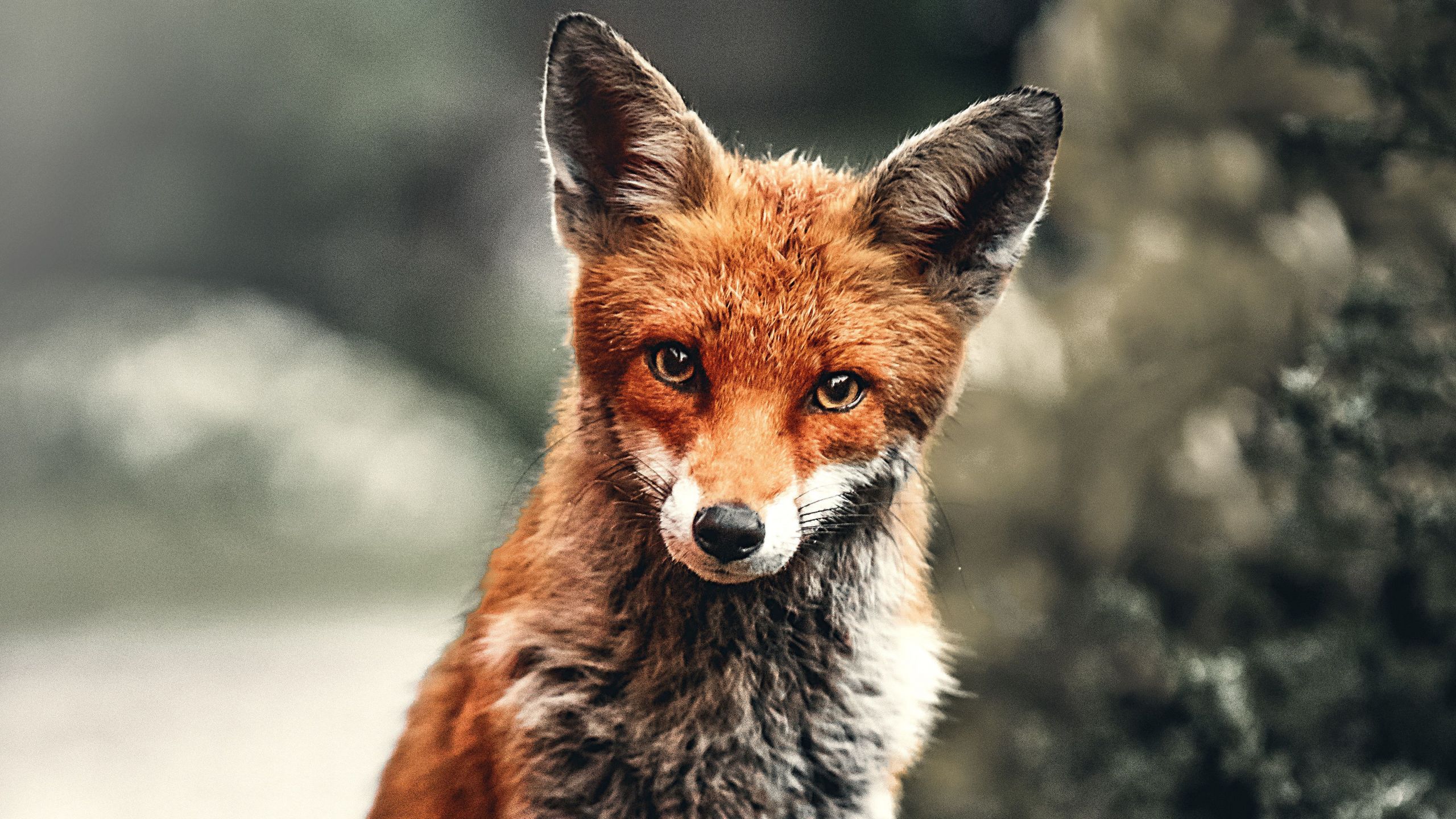 Fox Wallpaper 4k Luxury Fox 4k Hd Wallpapers Wallpaper Cave