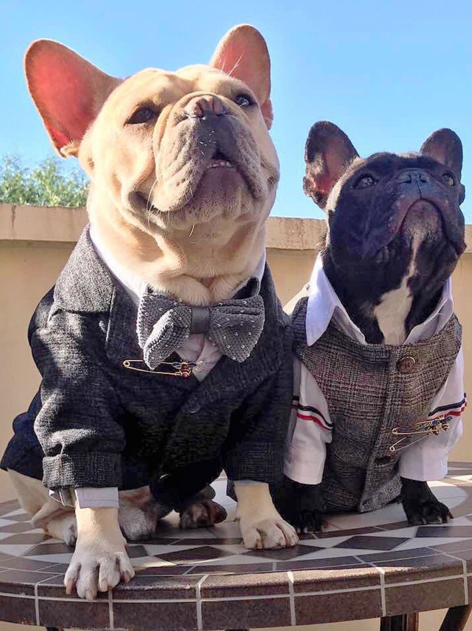 French Bulldog Tuxedo Unique formal Suit Black Tails Tuxedo Bow Tie attire for Frenchie Bulldogs