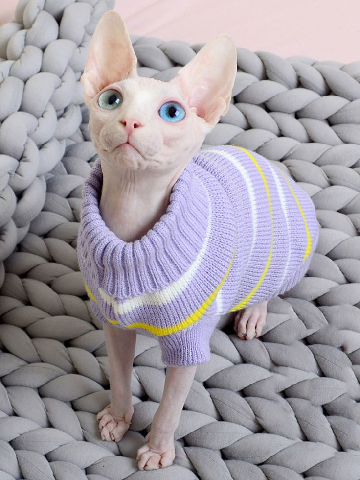 Hairless Cat In Clothes Inspirational Sphynx Cat Clothes Warm Cat Devon Knitting Sweater Winter Handmade