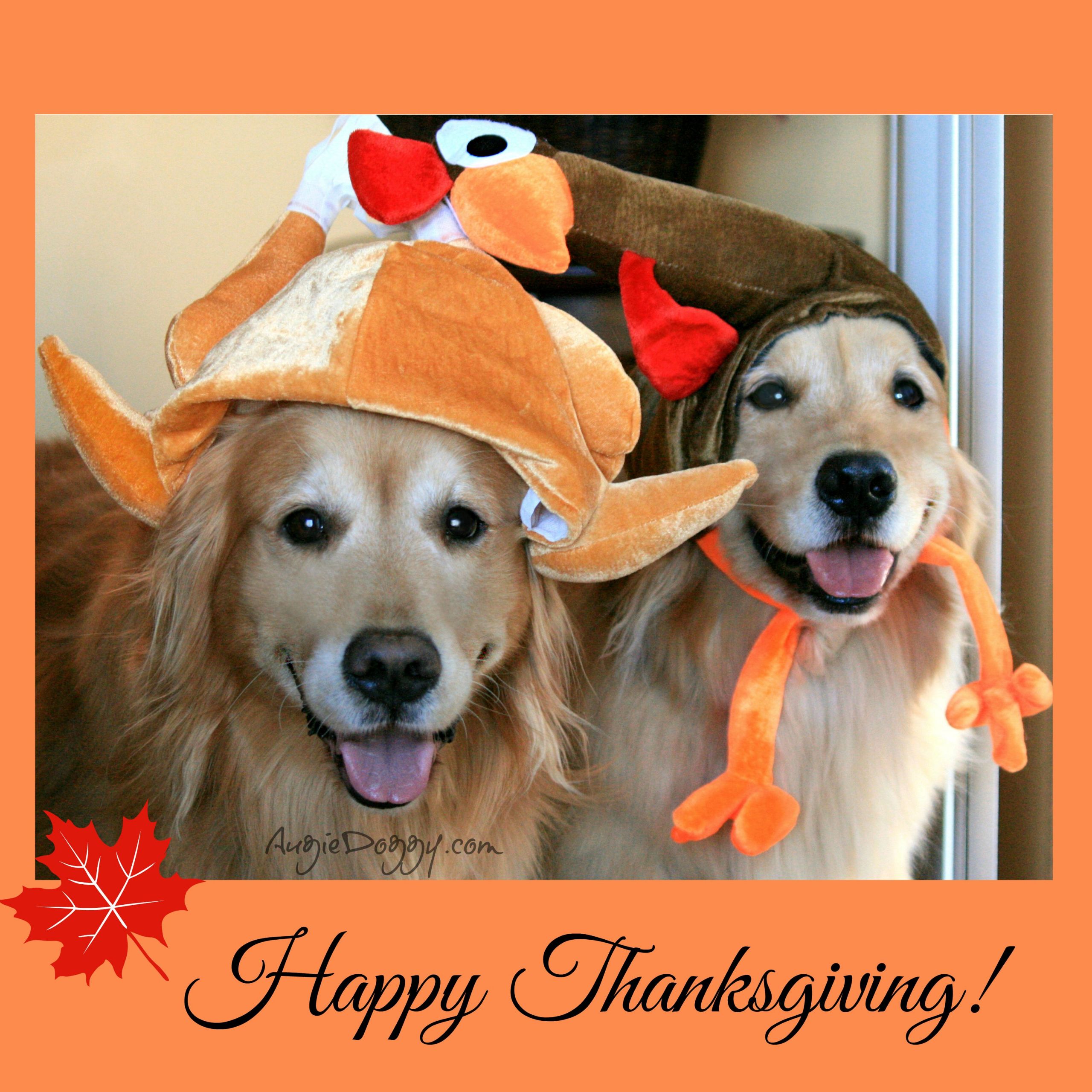 Happy Thanksgiving Dog Images Inspirational From the Treat Jar Blog