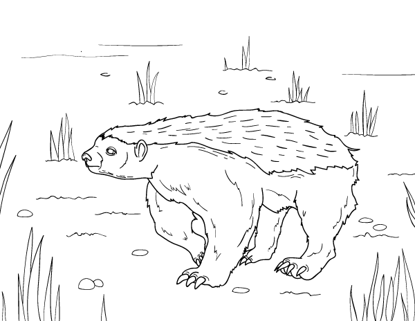 Honey Badger Coloring Lovely Printable Honey Badger Coloring Page