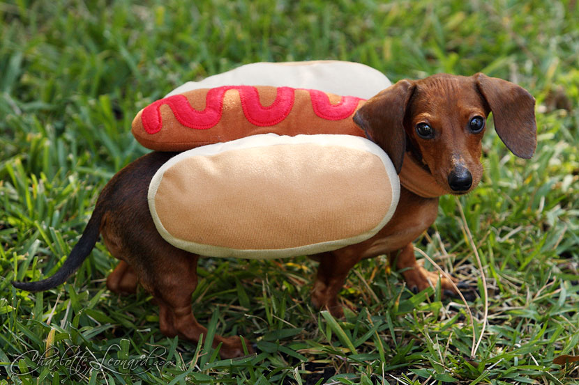 Hot Dog Costume for Sausage Dog Elegant 10 Sausage Dogs Dressed as Wieners for Hot Dog Day