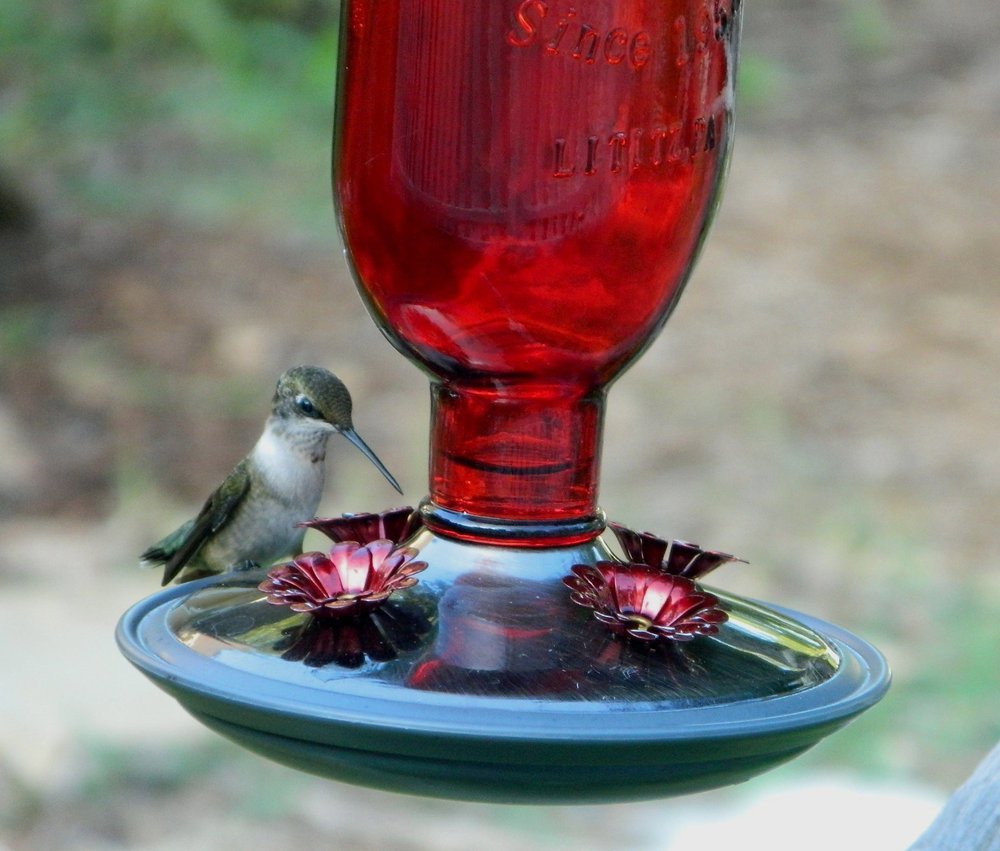 Hummingbird Nectar Diy Best Of How to Make Homemade Hummingbird Nectar Recipe Going Evergreen