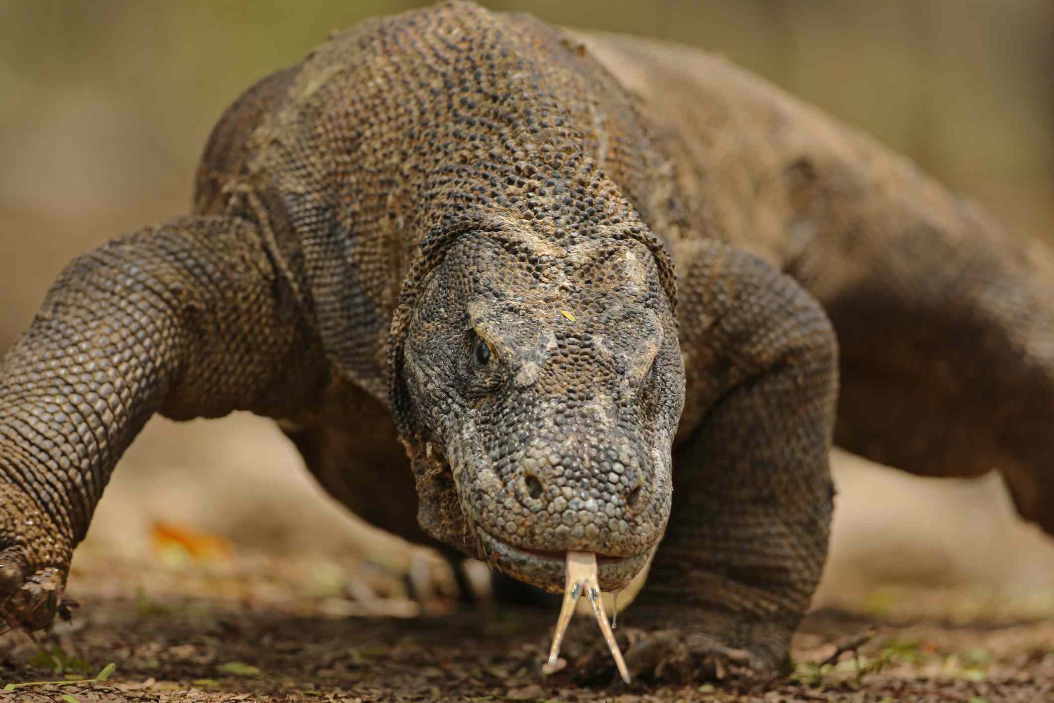 Komodo Dragon Colour Beautiful Komodo Dragon Facts