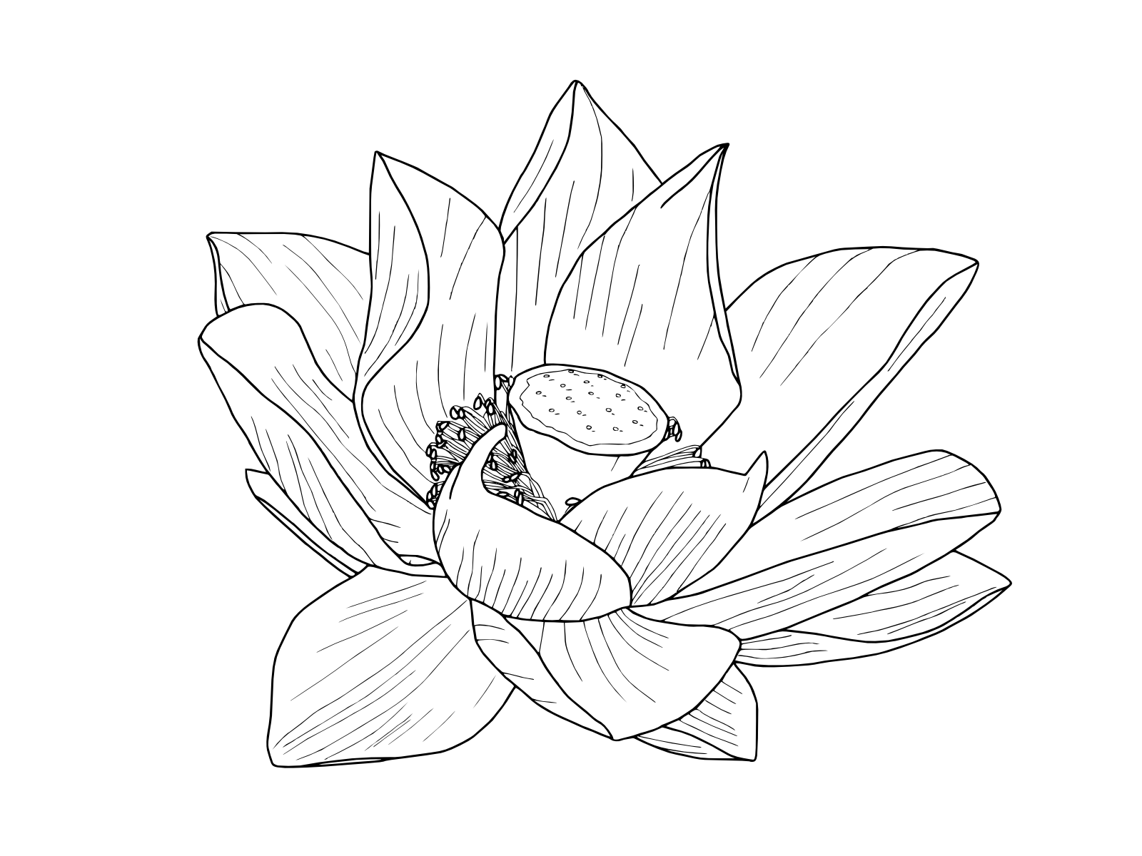 Lotus Flower Line Drawing Elegant Line Drawing Lotus Flower at Getdrawings